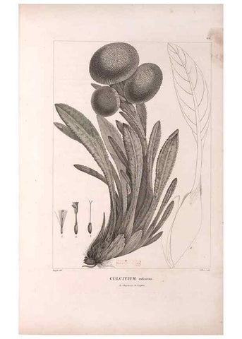 Reproducción/Reproduction 48979140223: Monographie des melastomacées,. Londres,Gide,1833.. 