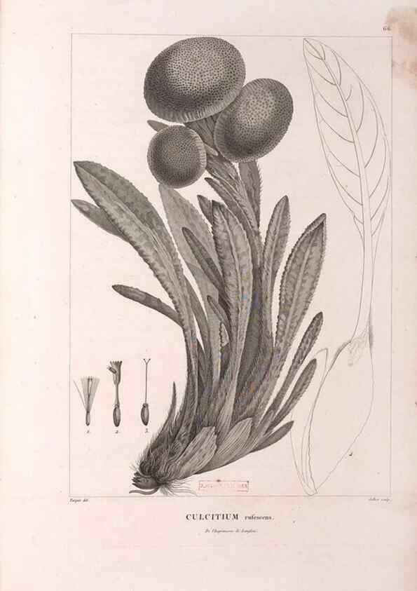 Reproducción/Reproduction 48979140223: Monographie des melastomacées,. Londres,Gide,1833.. 