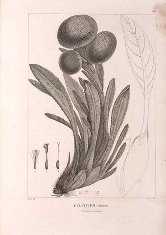Reproducción/Reproduction 48979140223: Monographie des melastomacées,. Londres,Gide,1833.. 