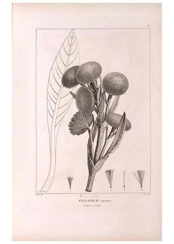Reproducción/Reproduction 48979140453: Monographie des melastomacées,. Londres,Gide,1833.. 
