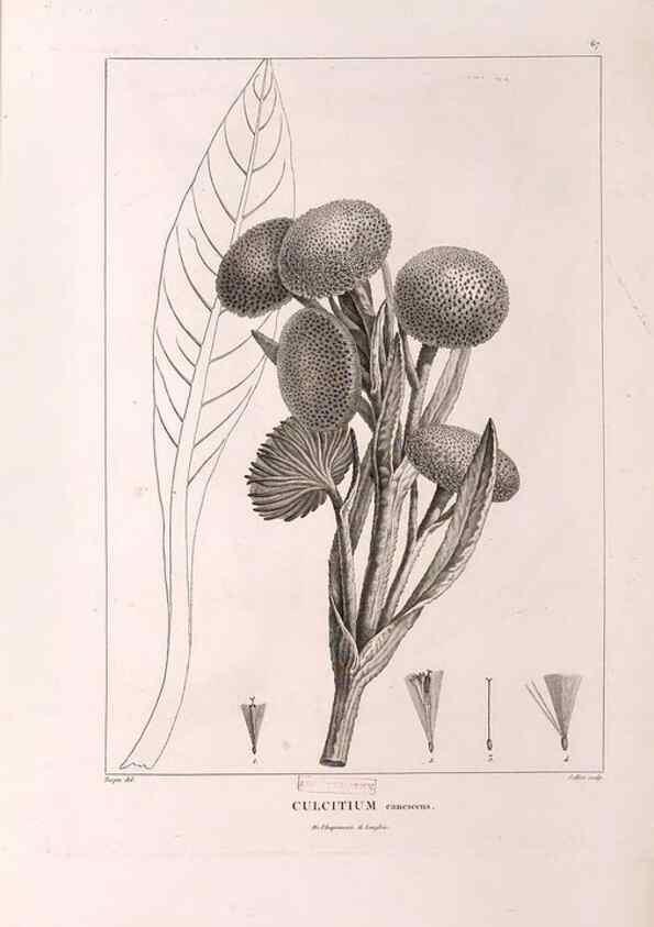 Reproducción/Reproduction 48979140453: Monographie des melastomacées,. Londres,Gide,1833.. 