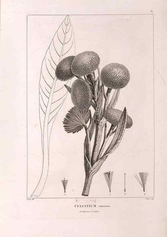 Reproducción/Reproduction 48979140453: Monographie des melastomacées,. Londres,Gide,1833.. 