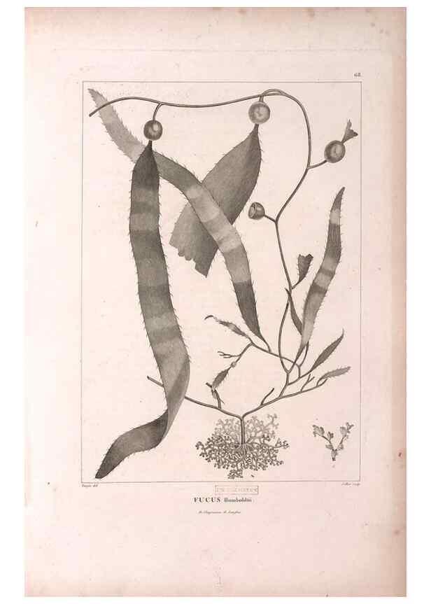 Reproducción/Reproduction 48979878162: Monographie des melastomacées,. Londres,Gide,1833.. 