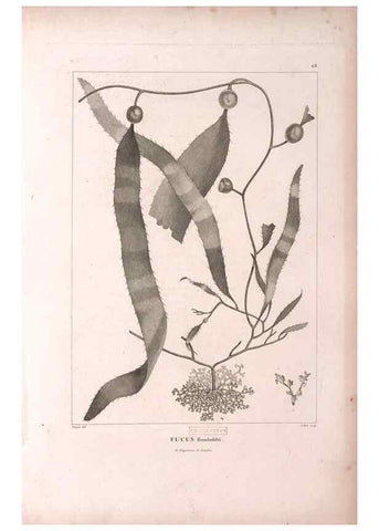 Reproducción/Reproduction 48979878162: Monographie des melastomacées,. Londres,Gide,1833.. 