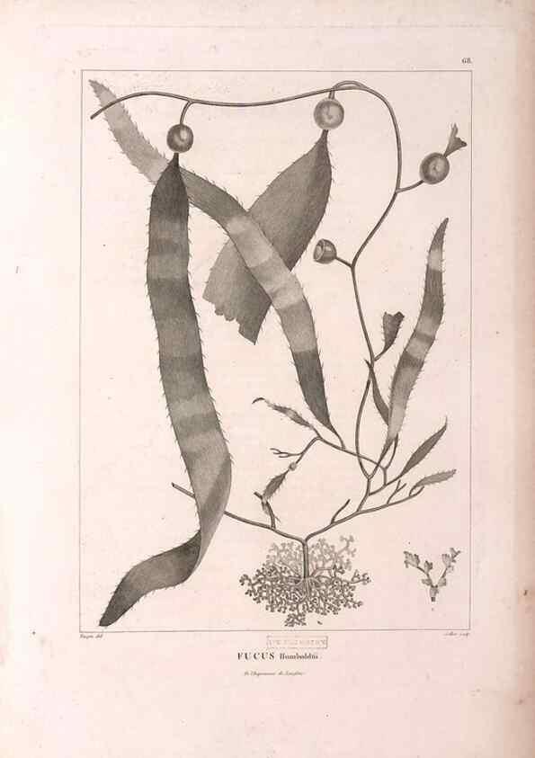 Reproducción/Reproduction 48979878162: Monographie des melastomacées,. Londres,Gide,1833.. 