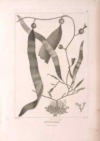Reproducción/Reproduction 48979878162: Monographie des melastomacées,. Londres,Gide,1833.. 