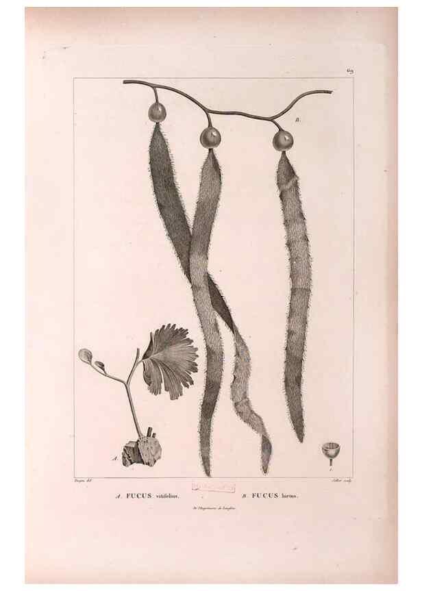 Reproducción/Reproduction 48979878387: Monographie des melastomacées,. Londres,Gide,1833.. 