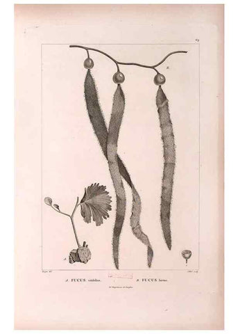 Reproducción/Reproduction 48979878387: Monographie des melastomacées,. Londres,Gide,1833.. 