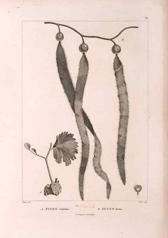 Reproducción/Reproduction 48979878387: Monographie des melastomacées,. Londres,Gide,1833.. 