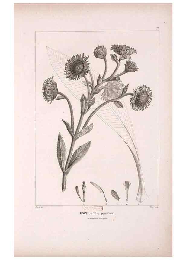 Reproducción/Reproduction 48979699901: Monographie des melastomacées,. Londres,Gide,1833.. 