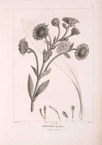 Reproducción/Reproduction 48979699901: Monographie des melastomacées,. Londres,Gide,1833.. 