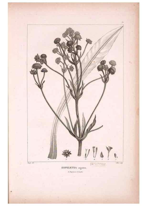 Reproducción/Reproduction 48979878832: Monographie des melastomacées,. Londres,Gide,1833.. 