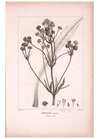 Reproducción/Reproduction 48979878832: Monographie des melastomacées,. Londres,Gide,1833.. 