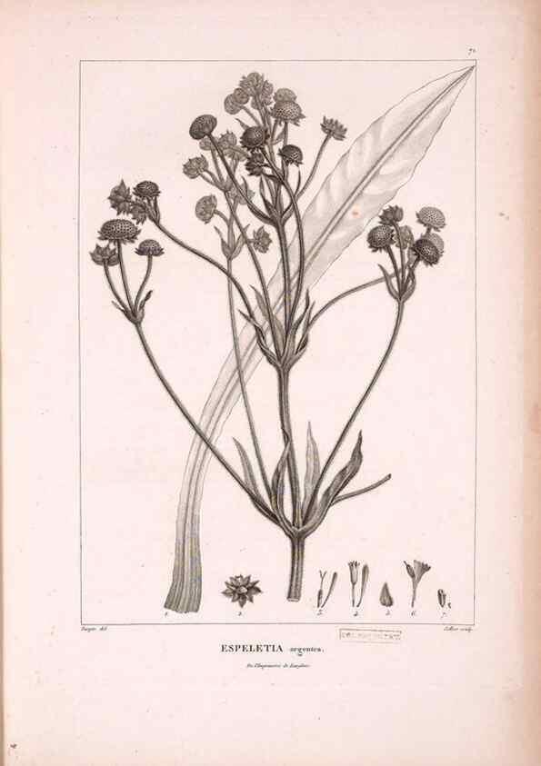 Reproducción/Reproduction 48979878832: Monographie des melastomacées,. Londres,Gide,1833.. 