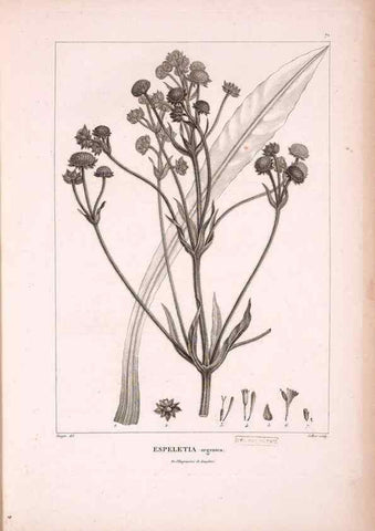 Reproducción/Reproduction 48979878832: Monographie des melastomacées,. Londres,Gide,1833.. 