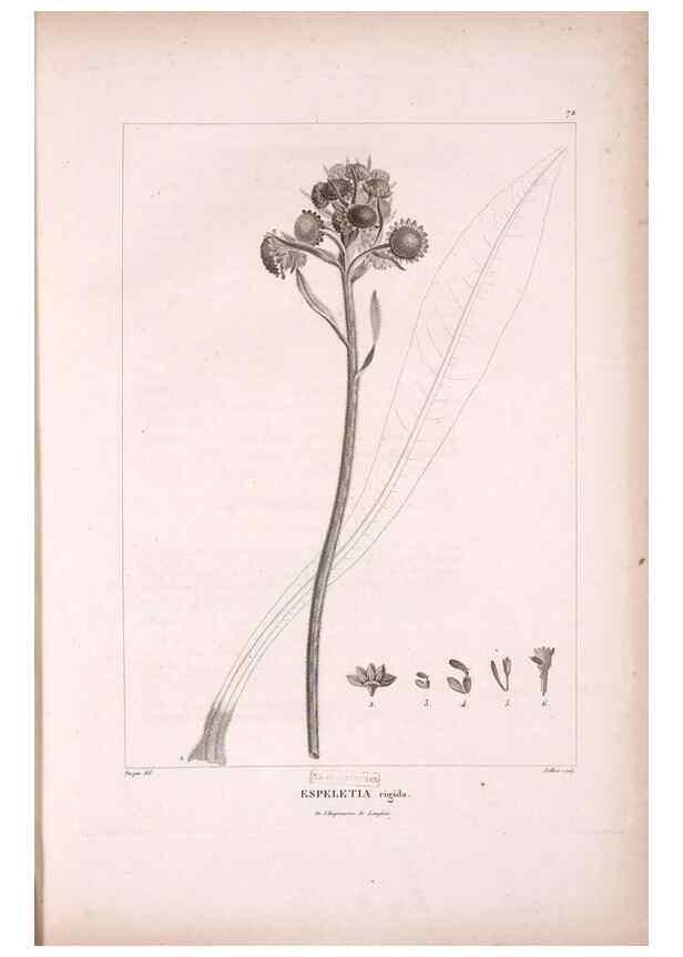 Reproducción/Reproduction 48979879017: Monographie des melastomacées,. Londres,Gide,1833.. 
