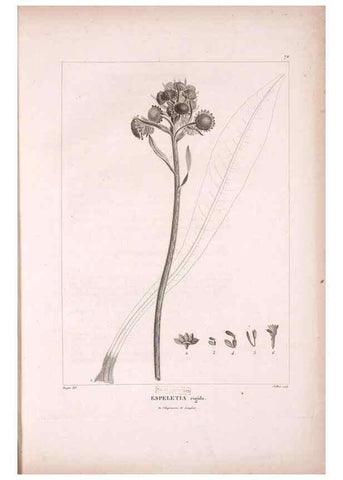 Reproducción/Reproduction 48979879017: Monographie des melastomacées,. Londres,Gide,1833.. 