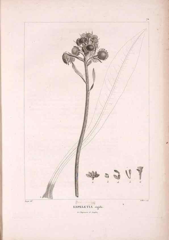 Reproducción/Reproduction 48979879017: Monographie des melastomacées,. Londres,Gide,1833.. 