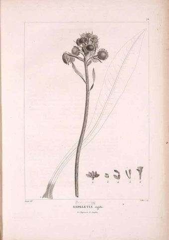 Reproducción/Reproduction 48979879017: Monographie des melastomacées,. Londres,Gide,1833.. 