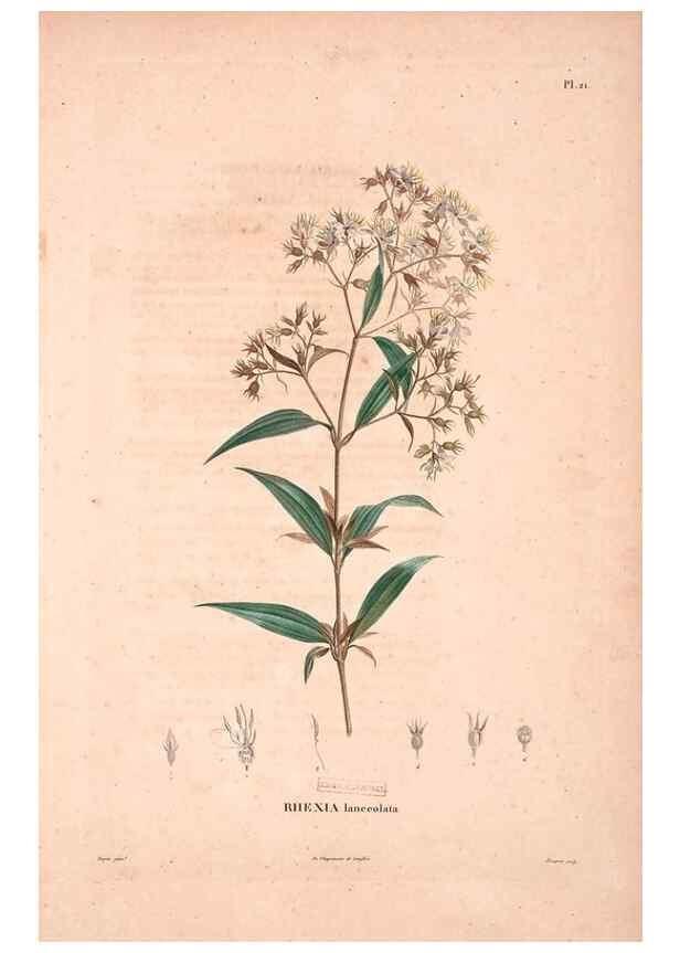 Reproducción/Reproduction 48979697581: Monographie des melastomacées,. Londres,Gide,1833.. 
