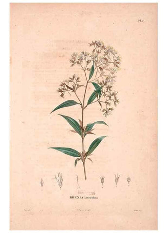 Reproducción/Reproduction 48979697581: Monographie des melastomacées,. Londres,Gide,1833.. 