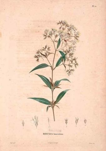 Reproducción/Reproduction 48979697581: Monographie des melastomacées,. Londres,Gide,1833.. 