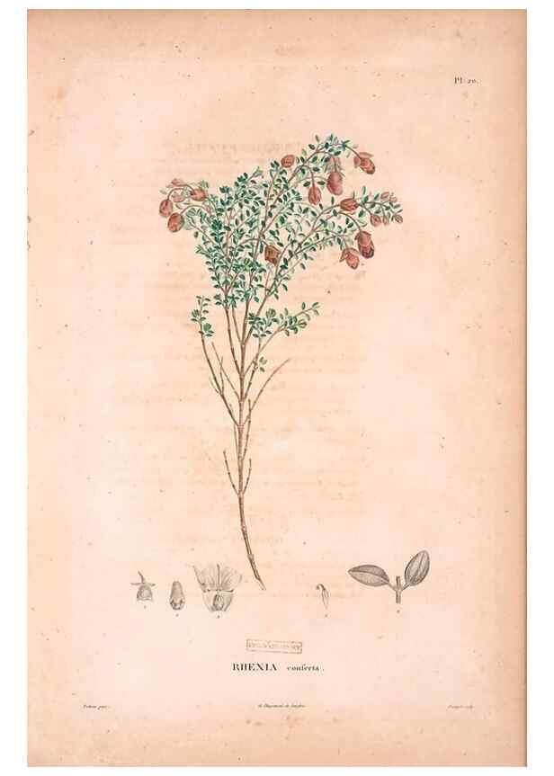 Reproducción/Reproduction 48979875757: Monographie des melastomacées,. Londres,Gide,1833.. 