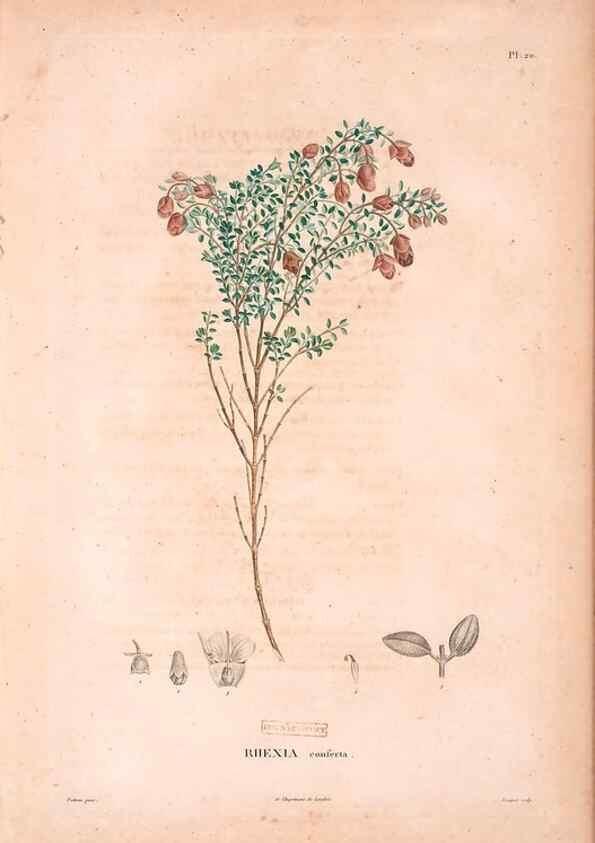 Reproducción/Reproduction 48979875757: Monographie des melastomacées,. Londres,Gide,1833.. 