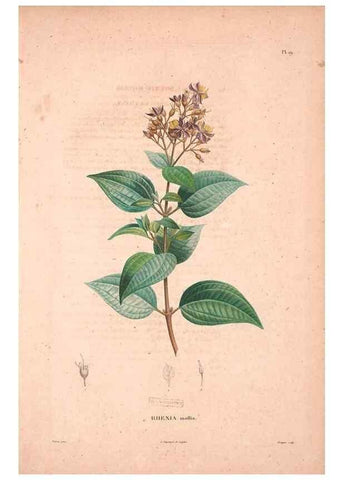 Reproducción/Reproduction 48979697286: Monographie des melastomacées,. Londres,Gide,1833.. 