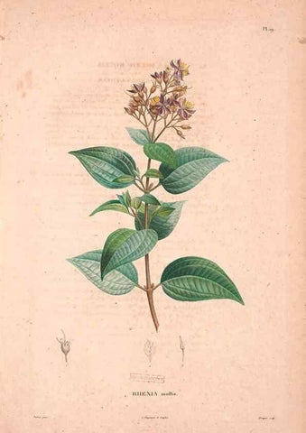 Reproducción/Reproduction 48979697286: Monographie des melastomacées,. Londres,Gide,1833.. 