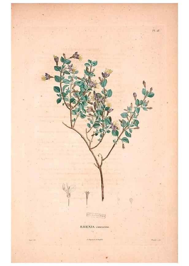 Reproducción/Reproduction 48979697051: Monographie des melastomacées,. Londres,Gide,1833.. 