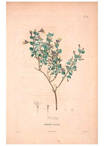 Reproducción/Reproduction 48979697051: Monographie des melastomacées,. Londres,Gide,1833.. 