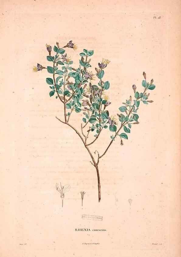 Reproducción/Reproduction 48979697051: Monographie des melastomacées,. Londres,Gide,1833.. 