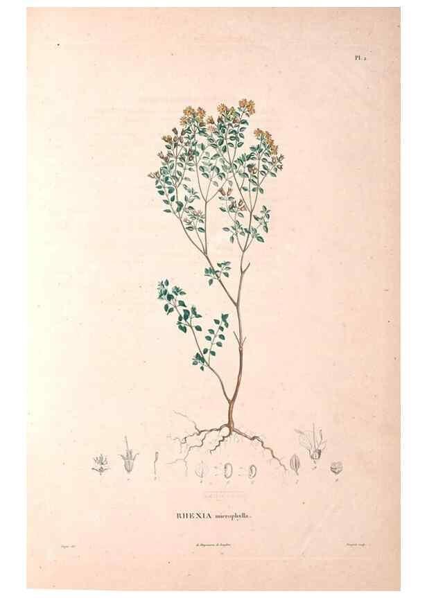 Reproducción/Reproduction 48979686981: Monographie des melastomacées,. Londres,Gide,1833.. 