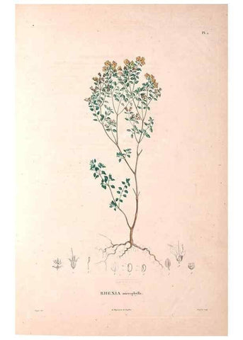 Reproducción/Reproduction 48979686981: Monographie des melastomacées,. Londres,Gide,1833.. 