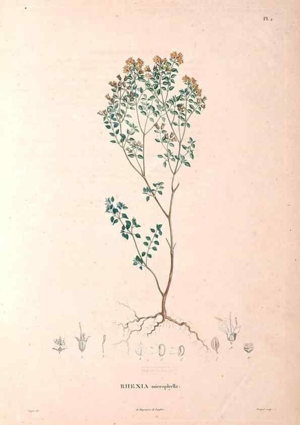 Reproducción/Reproduction 48979686981: Monographie des melastomacées,. Londres,Gide,1833.. 