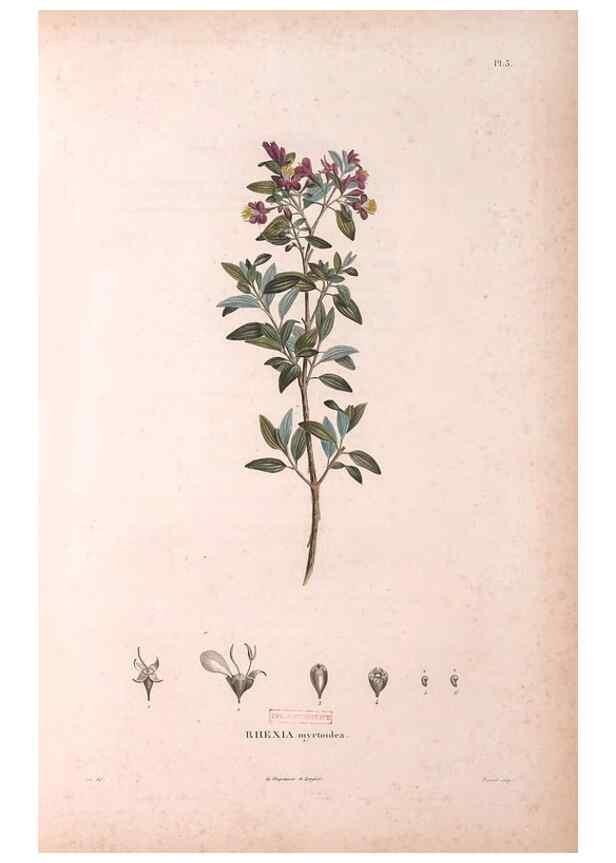 Reproducción/Reproduction 48979687251: Monographie des melastomacées,. Londres,Gide,1833.. 