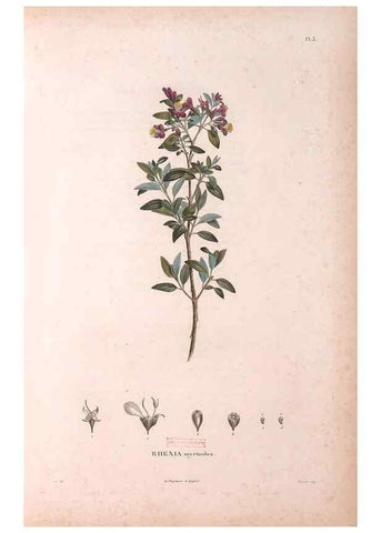 Reproducción/Reproduction 48979687251: Monographie des melastomacées,. Londres,Gide,1833.. 