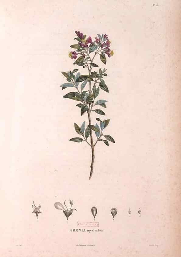 Reproducción/Reproduction 48979687251: Monographie des melastomacées,. Londres,Gide,1833.. 