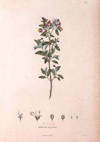 Reproducción/Reproduction 48979687251: Monographie des melastomacées,. Londres,Gide,1833.. 