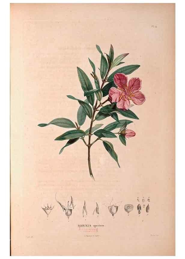 Reproducción/Reproduction 48979866462: Monographie des melastomacées,. Londres,Gide,1833.. 