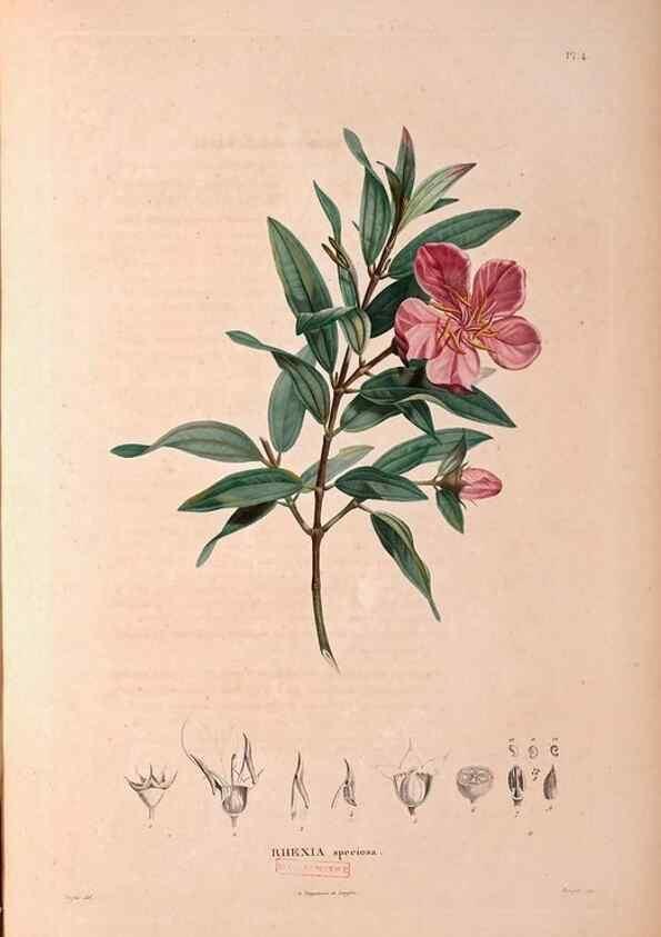 Reproducción/Reproduction 48979866462: Monographie des melastomacées,. Londres,Gide,1833.. 