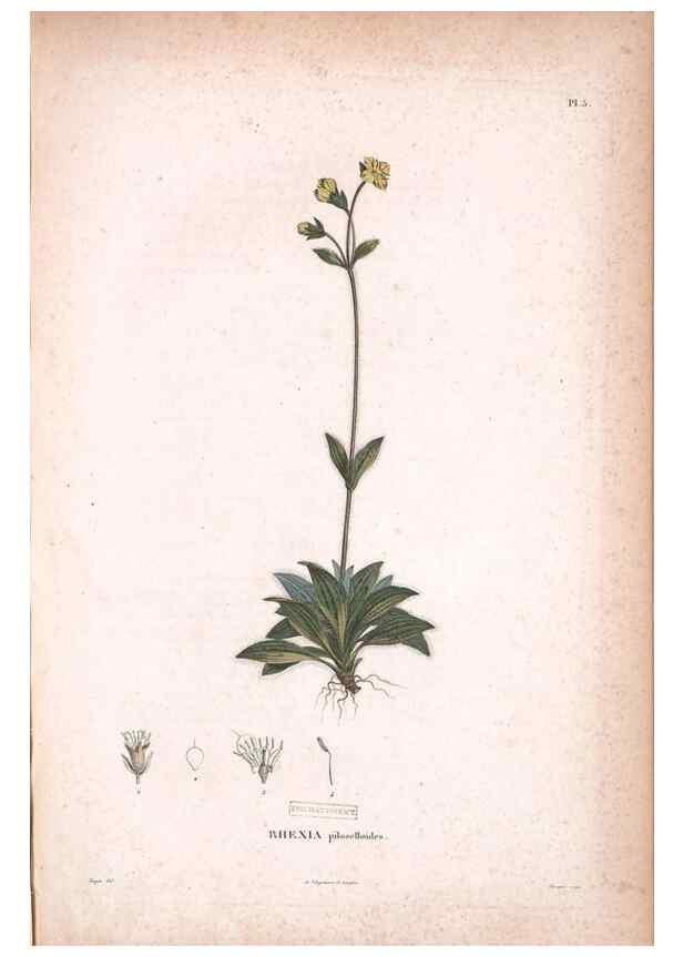 Reproducción/Reproduction 48979128633: Monographie des melastomacées,. Londres,Gide,1833.. 