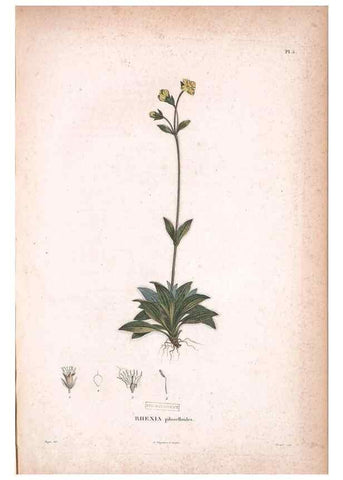 Reproducción/Reproduction 48979128633: Monographie des melastomacées,. Londres,Gide,1833.. 