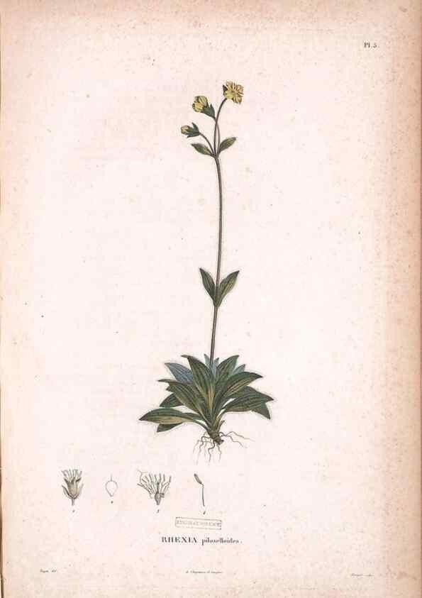Reproducción/Reproduction 48979128633: Monographie des melastomacées,. Londres,Gide,1833.. 