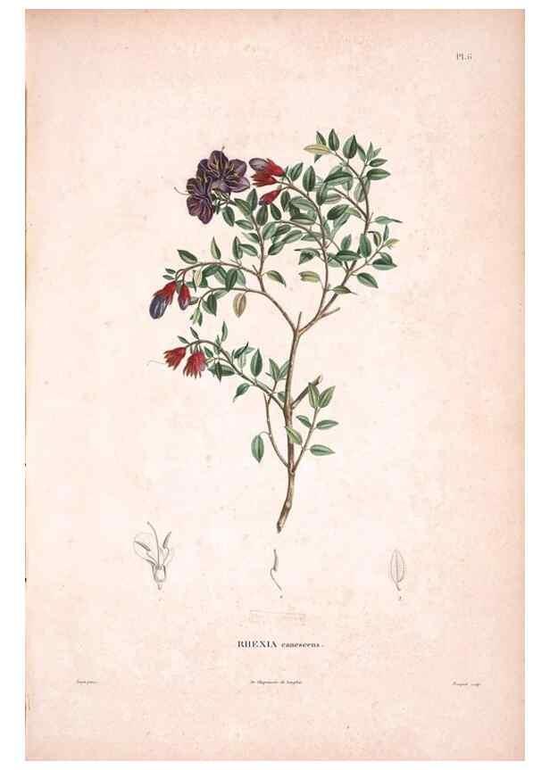 Reproducción/Reproduction 48979688071: Monographie des melastomacées,. Londres,Gide,1833.. 