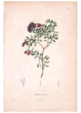 Reproducción/Reproduction 48979688071: Monographie des melastomacées,. Londres,Gide,1833.. 