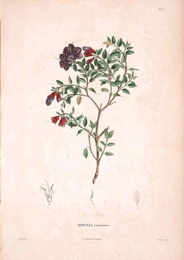 Reproducción/Reproduction 48979688071: Monographie des melastomacées,. Londres,Gide,1833.. 