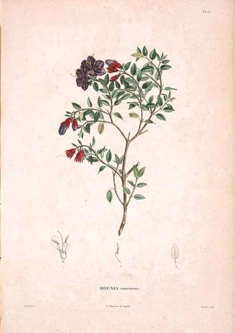 Reproducción/Reproduction 48979688071: Monographie des melastomacées,. Londres,Gide,1833.. 
