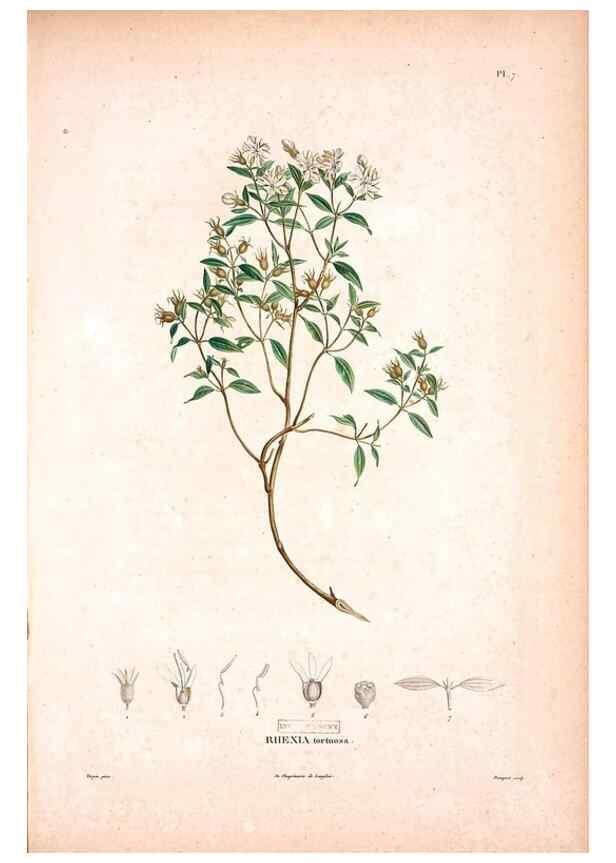 Reproducción/Reproduction 48979129243: Monographie des melastomacées,. Londres,Gide,1833.. 